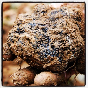 truffle magic
