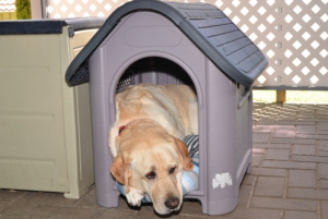 Plastic Dog House