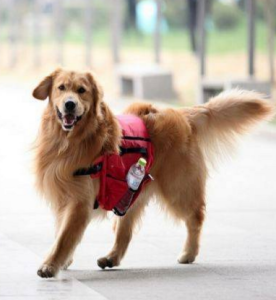 dog backpack