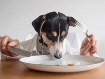 Five Healthy Homemade Dog Food Recipes Your Pup Will Love