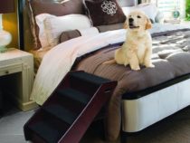 Dog Ramp Reviews 2018 | Facilitate and Secure Your Pet’s Movement with the Best Dog Ramp