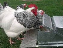 Best Chicken Feeders for Backyard Flock to Prevent Wastage