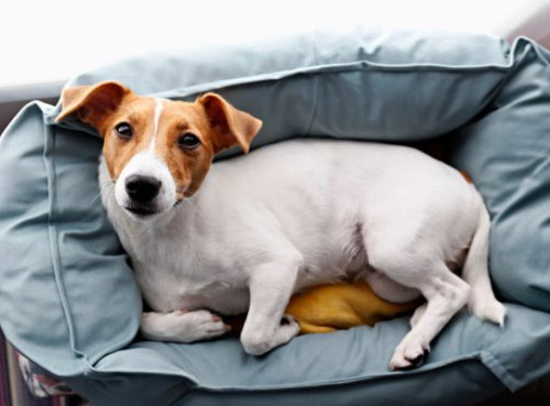 Best Heated Dog Bed Buying Guide | Keep Your Pet Cosy and Safe in the Colder Winter Months